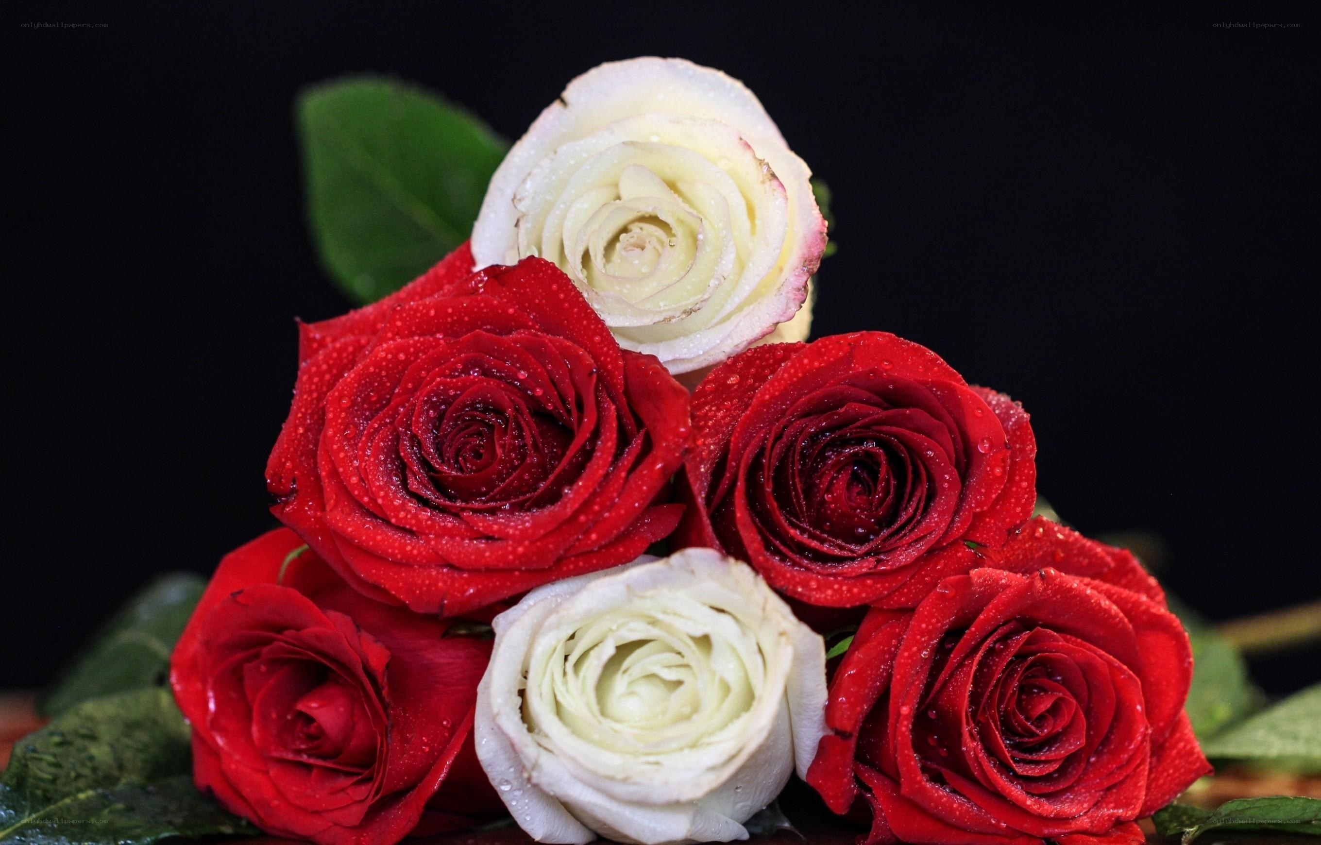 Red and white roses with dew