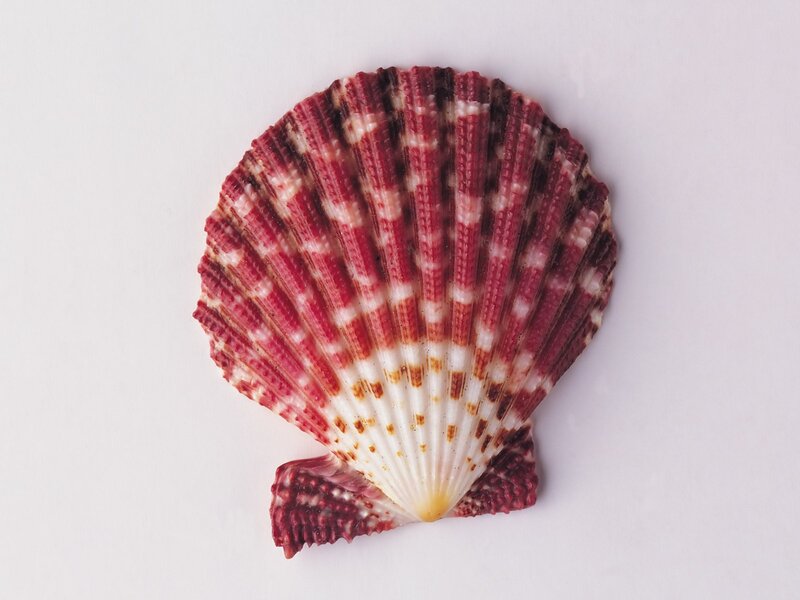 red and white scallop shell