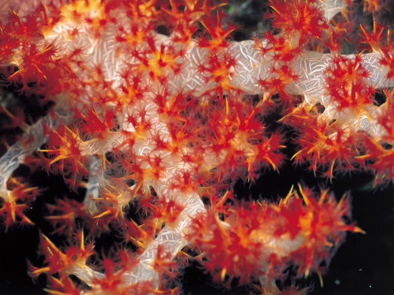 Red and white sea fan coral