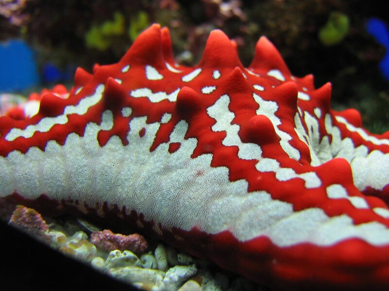 Red and white sea star