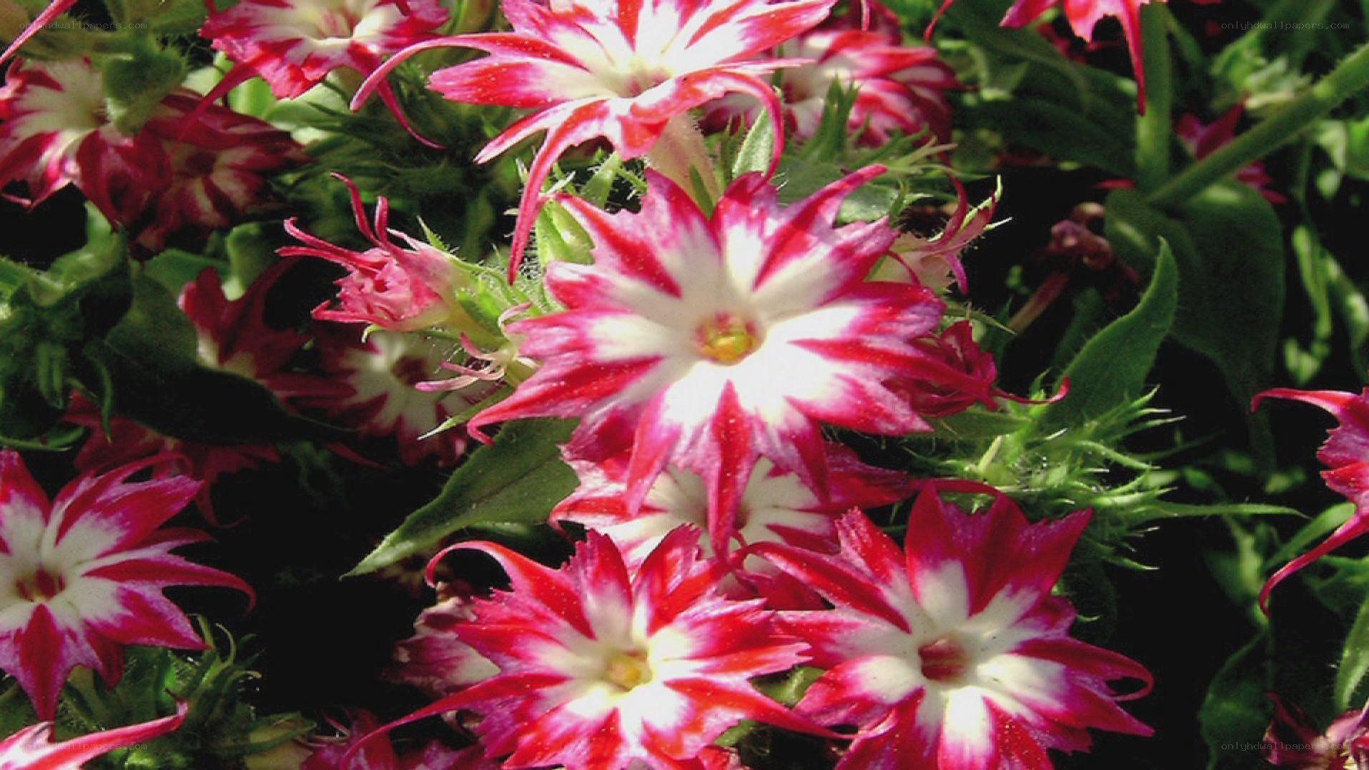 red and white star-shaped flowers