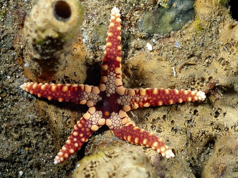 Red and White Starfish — Natural