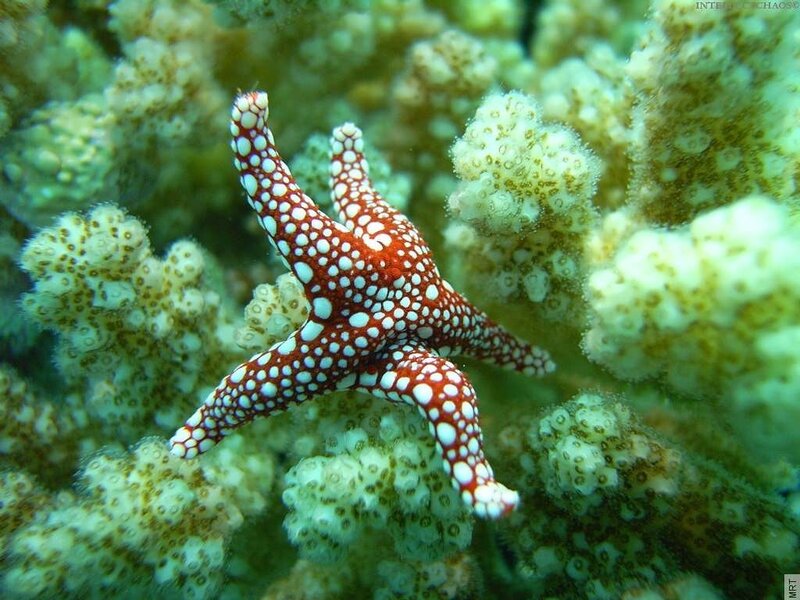 Red and white starfish on coral