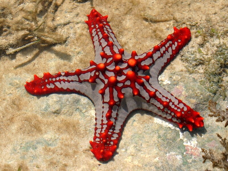 Red and white starfish on seafloor