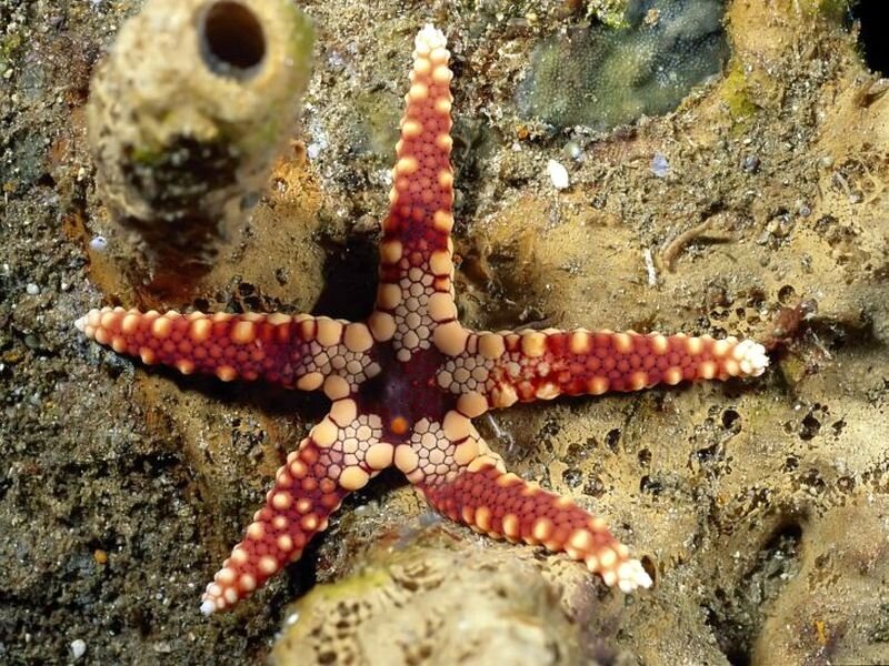 Red and White Starfish