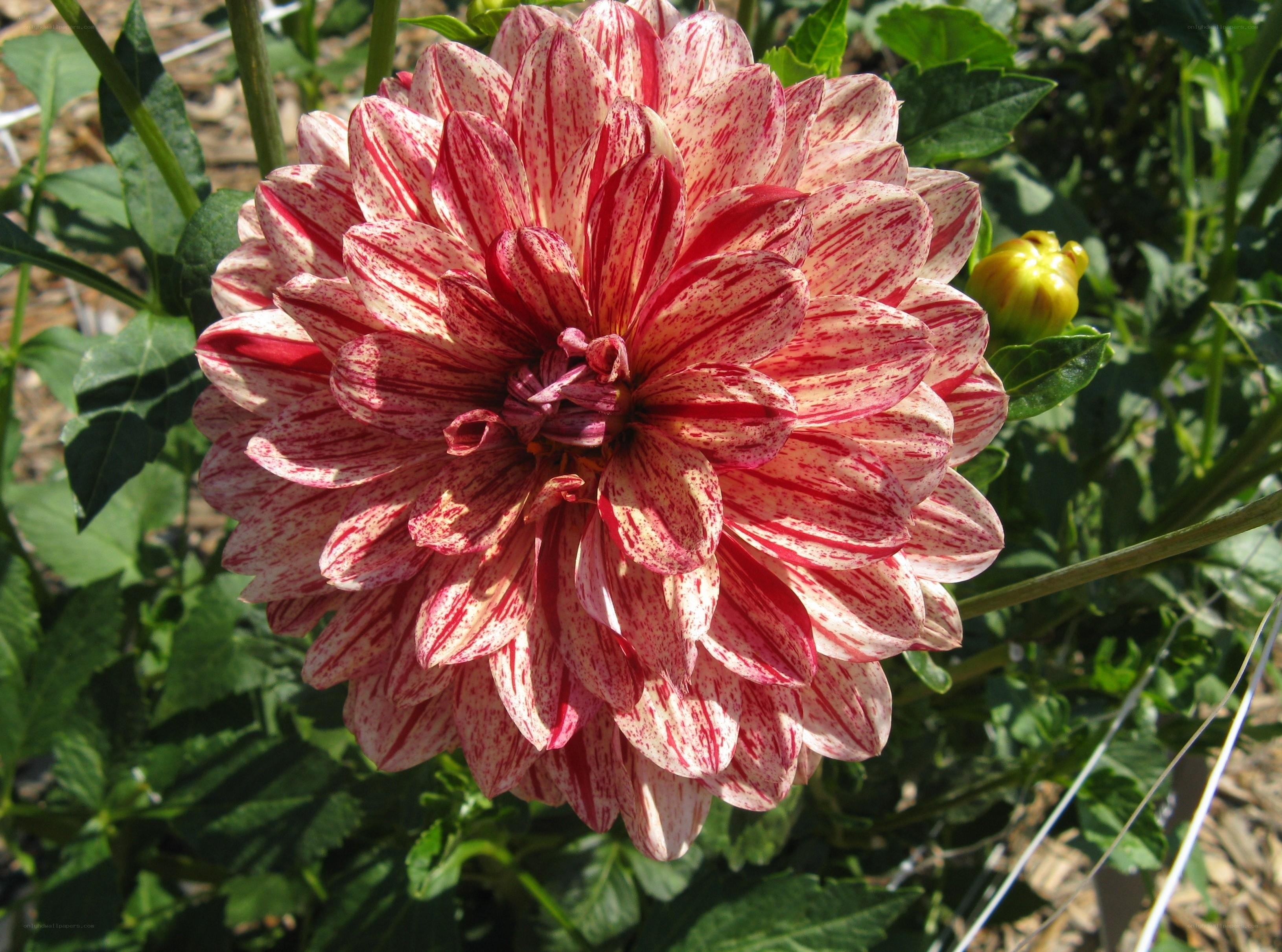 Red and white striped dahlia flower