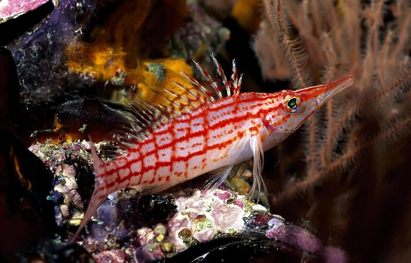 Red-and-white Striped Fish — Red