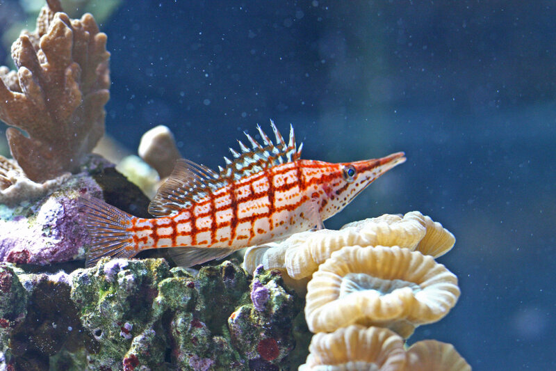 Red and white striped fish