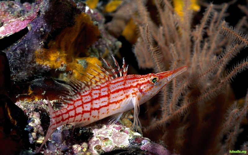 Red-and-white Striped Fish — White