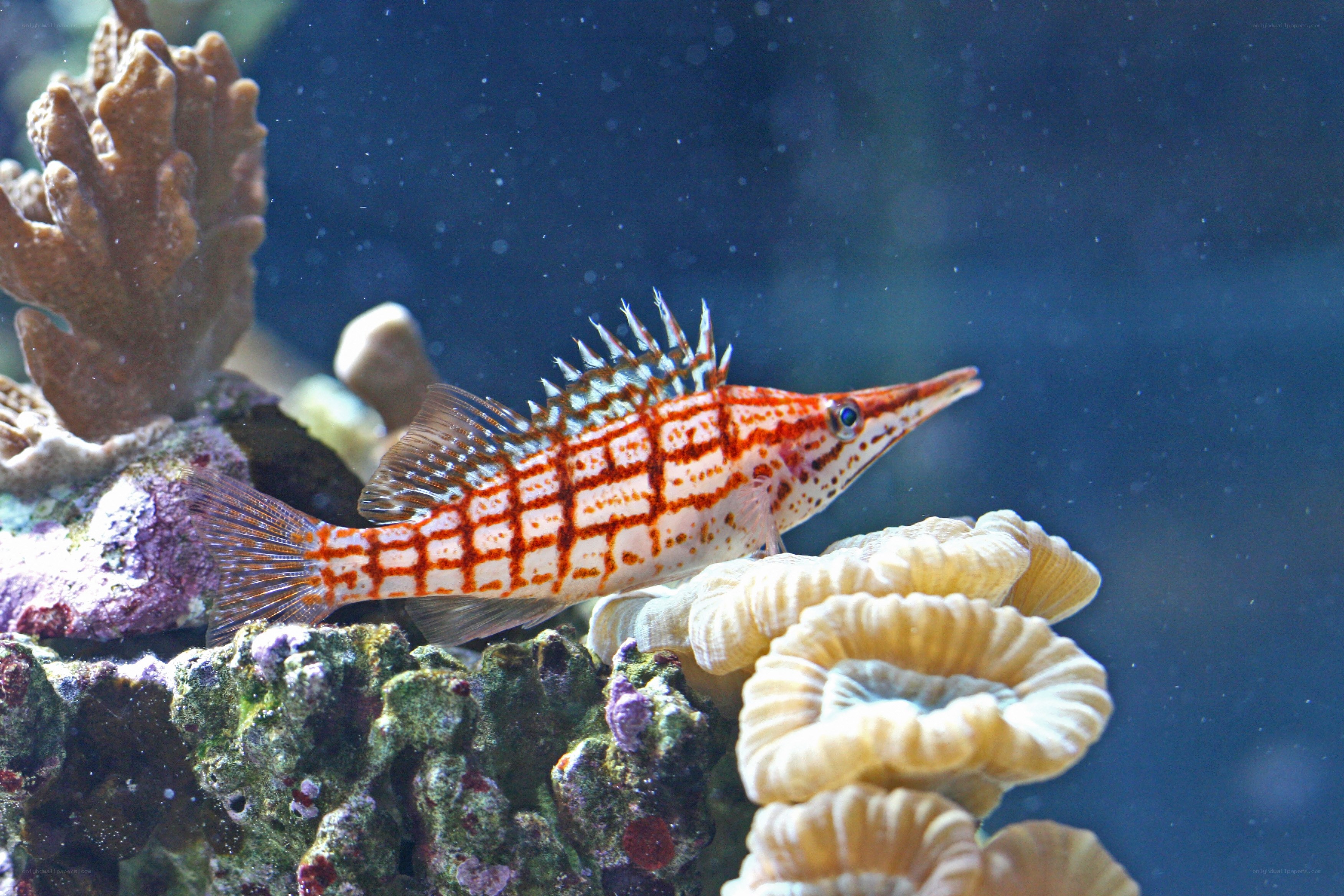 Red and white striped fish