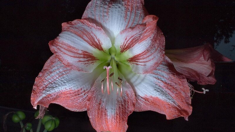 Red and white striped flower