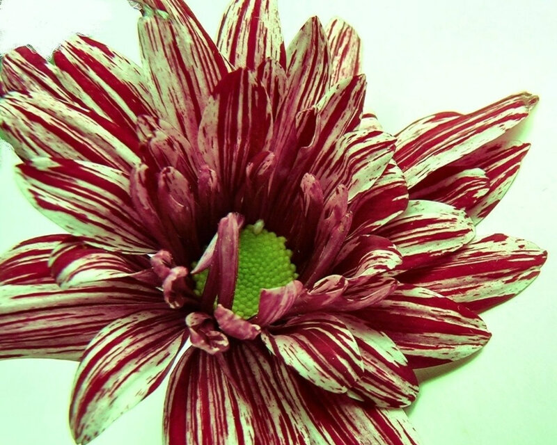 Red and White Striped Flower — Calm