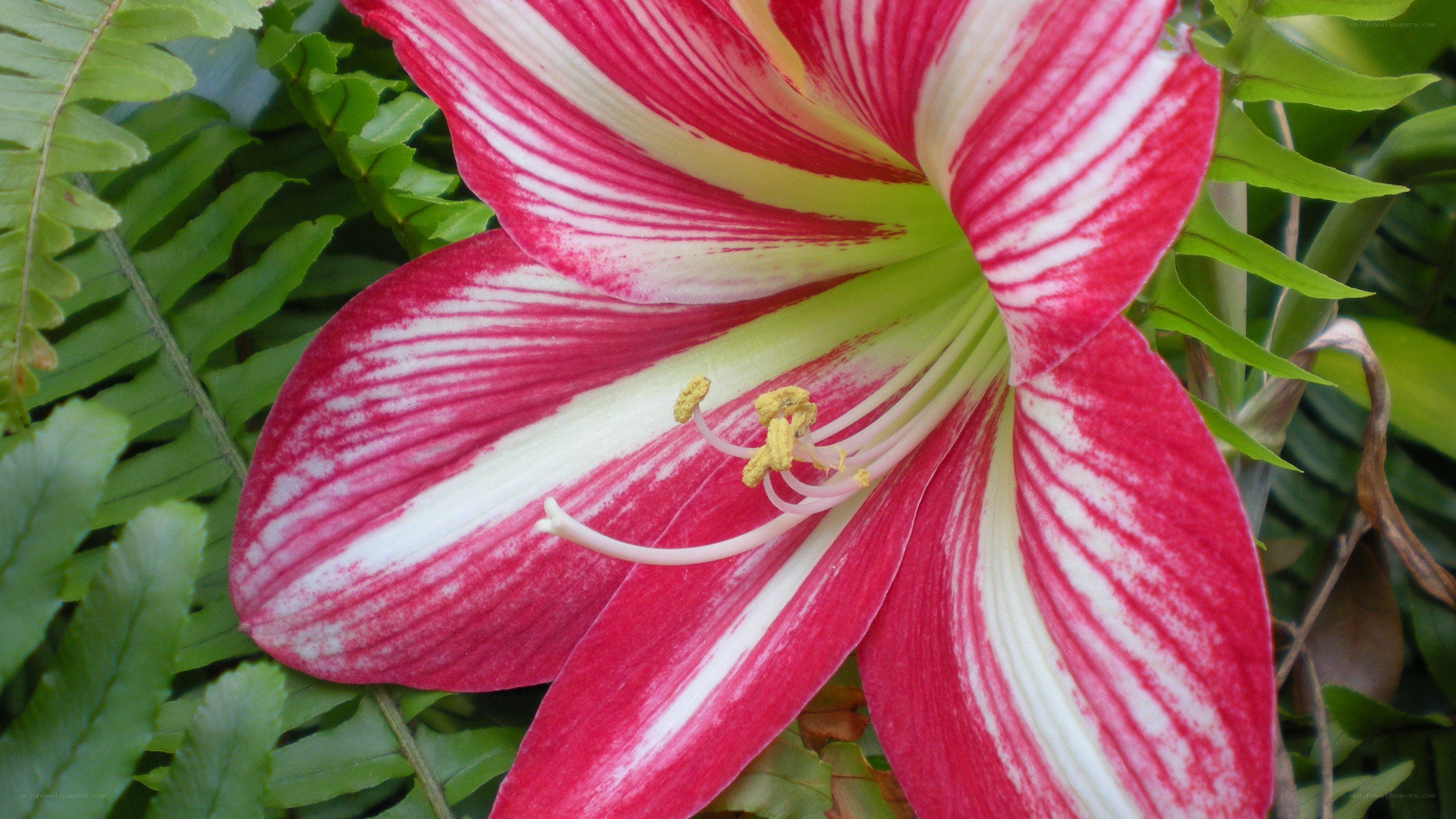 Red and white striped flower