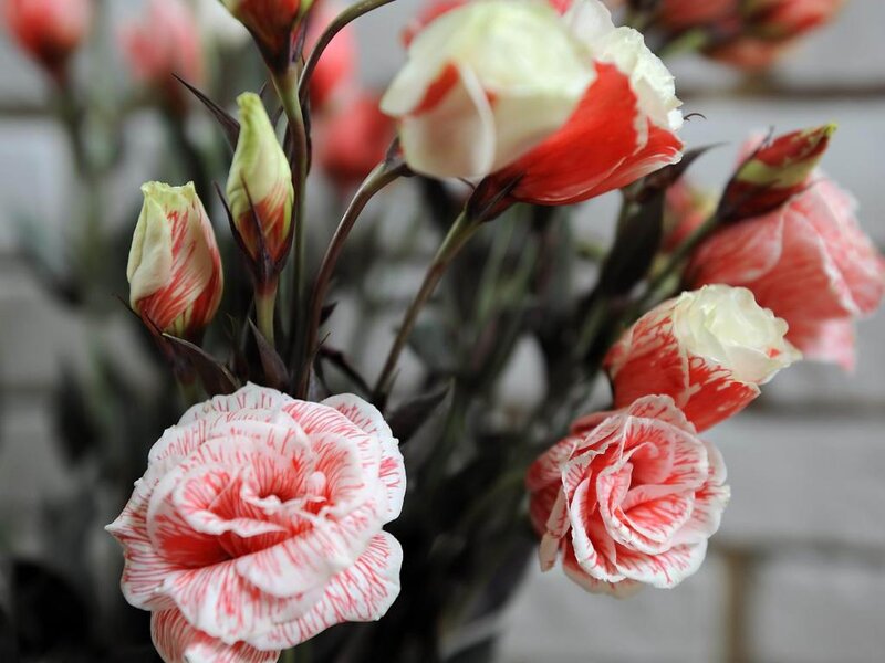 Red and White Striped Flowers — Calm, Photograph