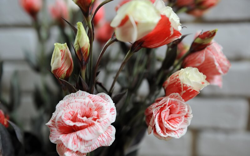 Red and White Striped Flowers — Calm