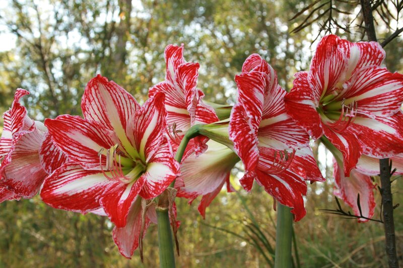 Red and White Striped Flowers — Natural