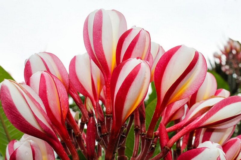 Red and White Striped Flowers — Vibrant