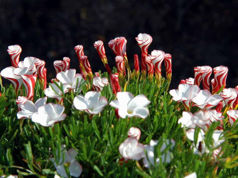 Red-and-white Striped Flowers — White