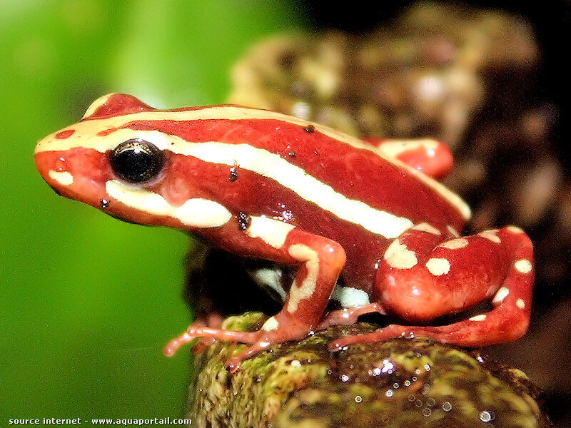 Red and white striped frog