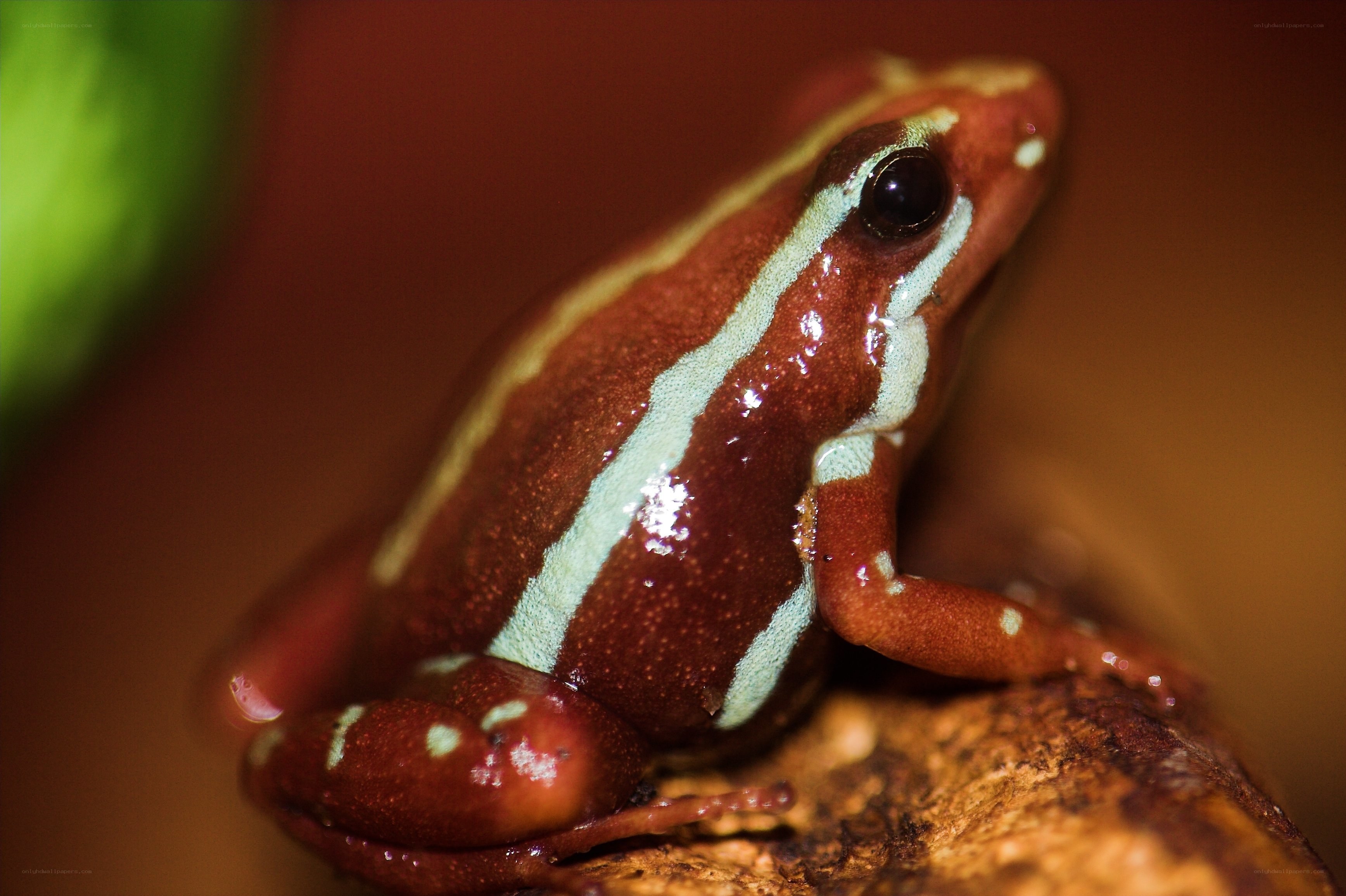 Red and white striped frog