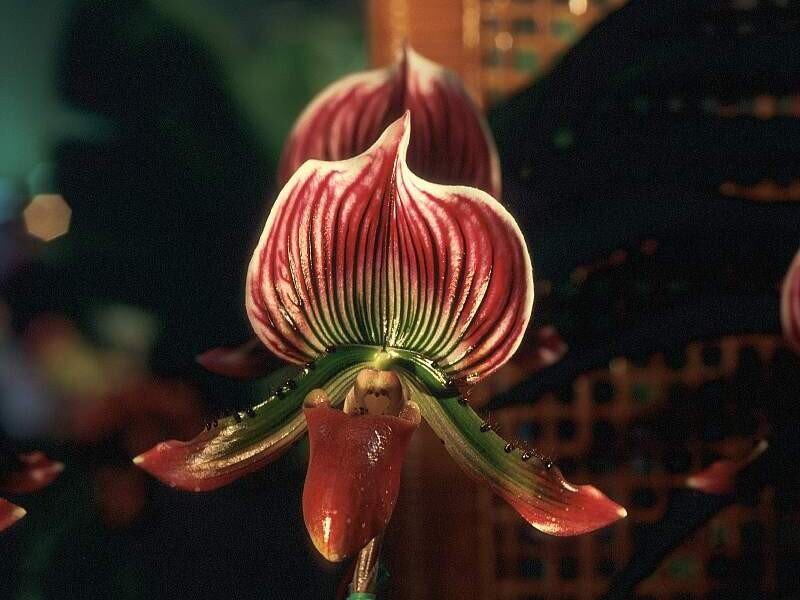 Red and white striped orchid