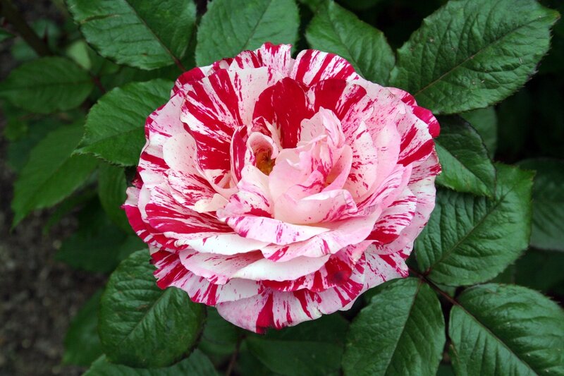 Red and White Striped Rose — Calm