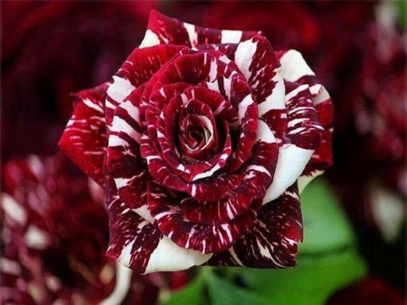 Red and White Striped Rose — Dramatic, Photograph