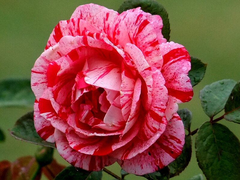 Red and White Striped Rose — Pink