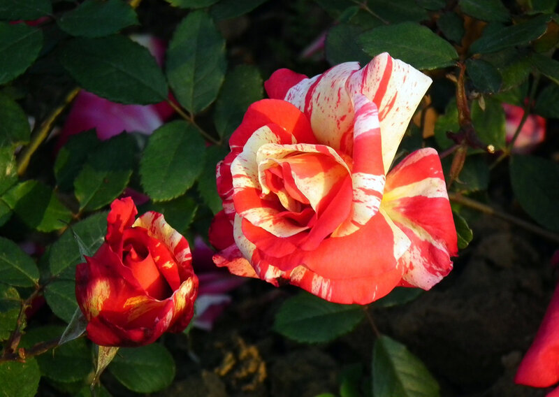 Red and White Striped Rose — Serene
