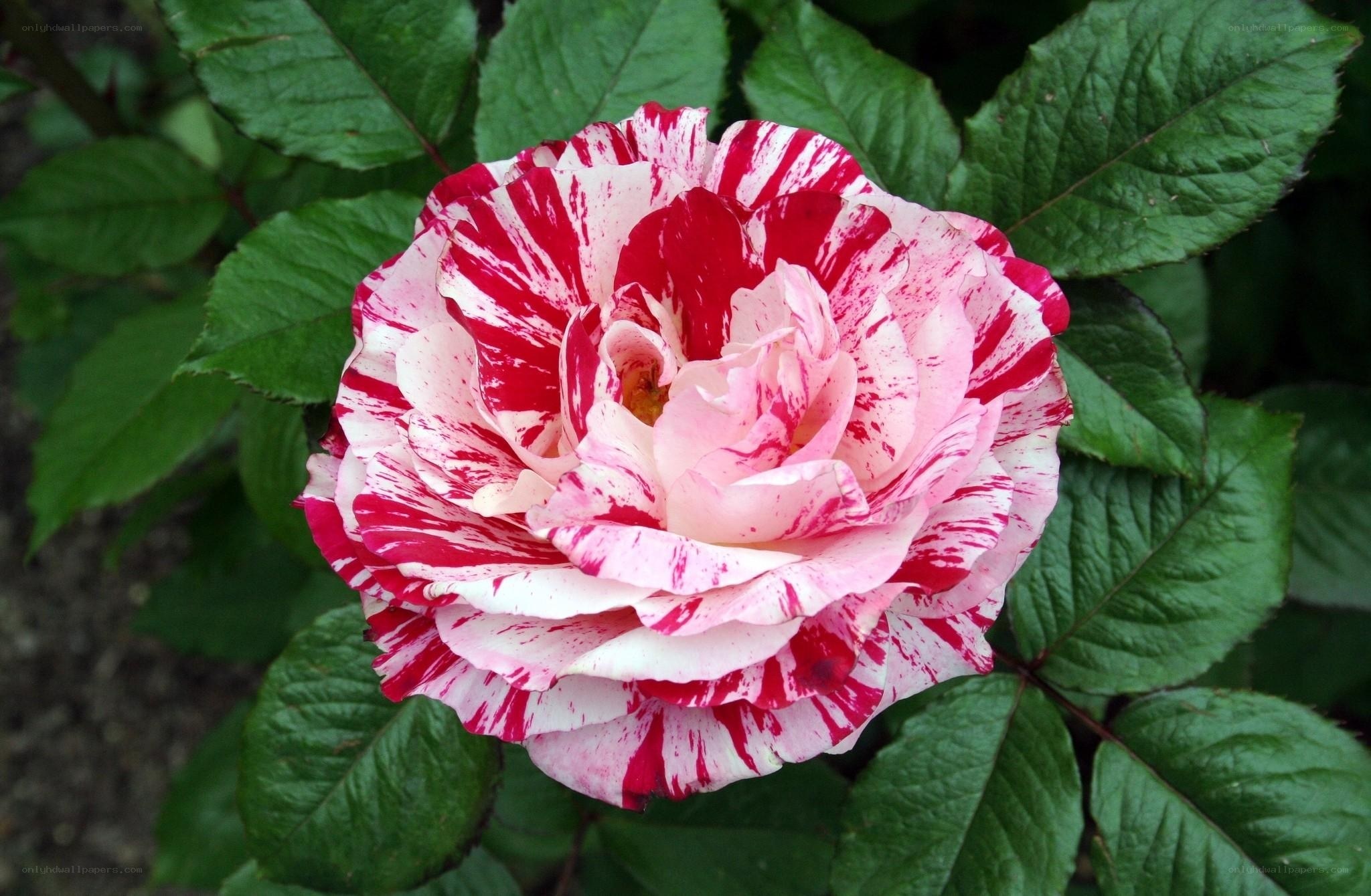 Red and white striped rose