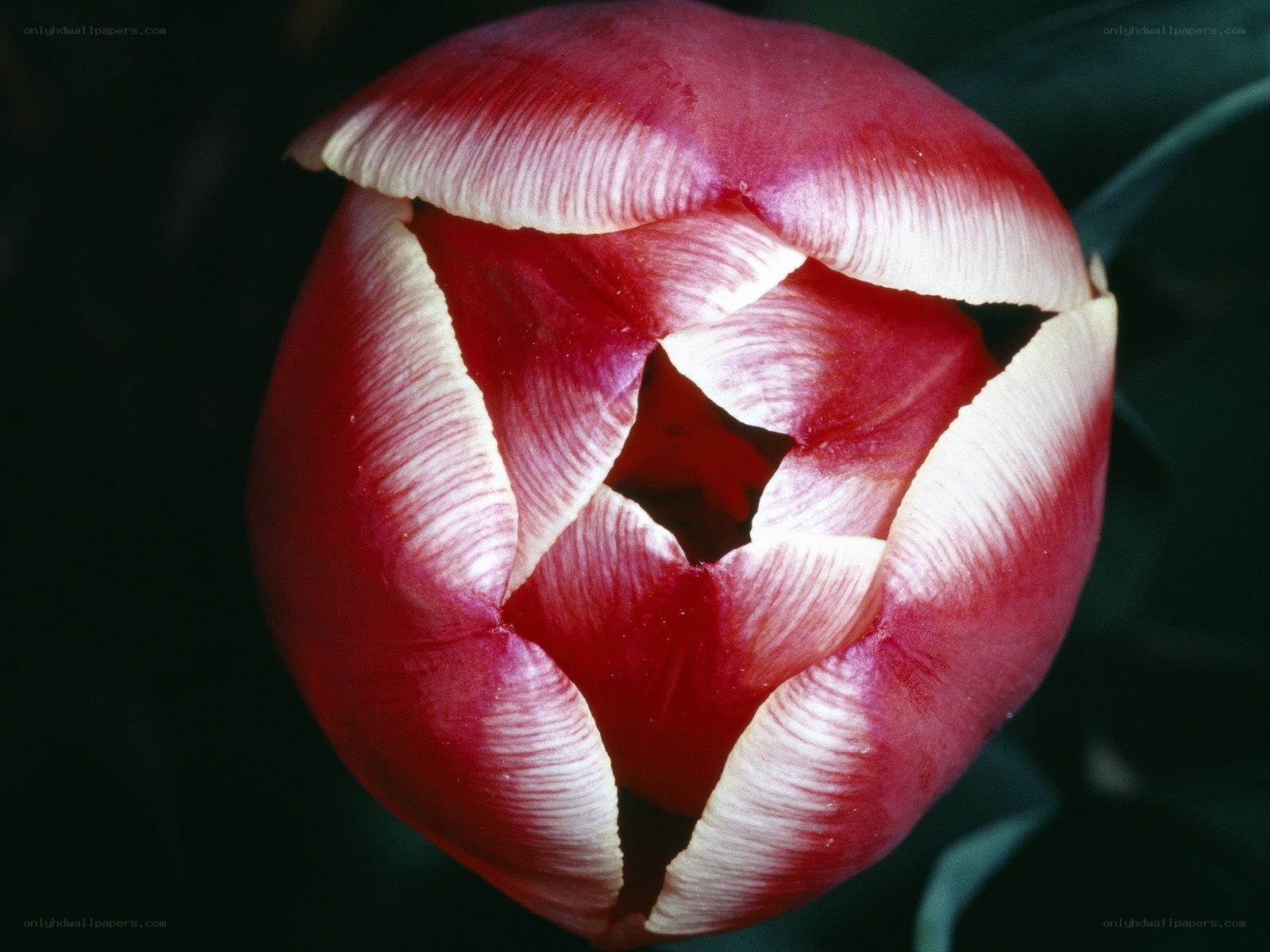 Red and white tulip bud