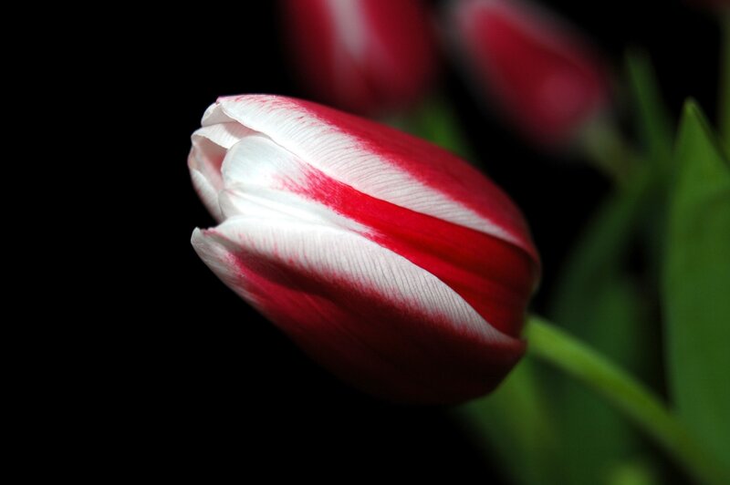 Red and white tulip bud