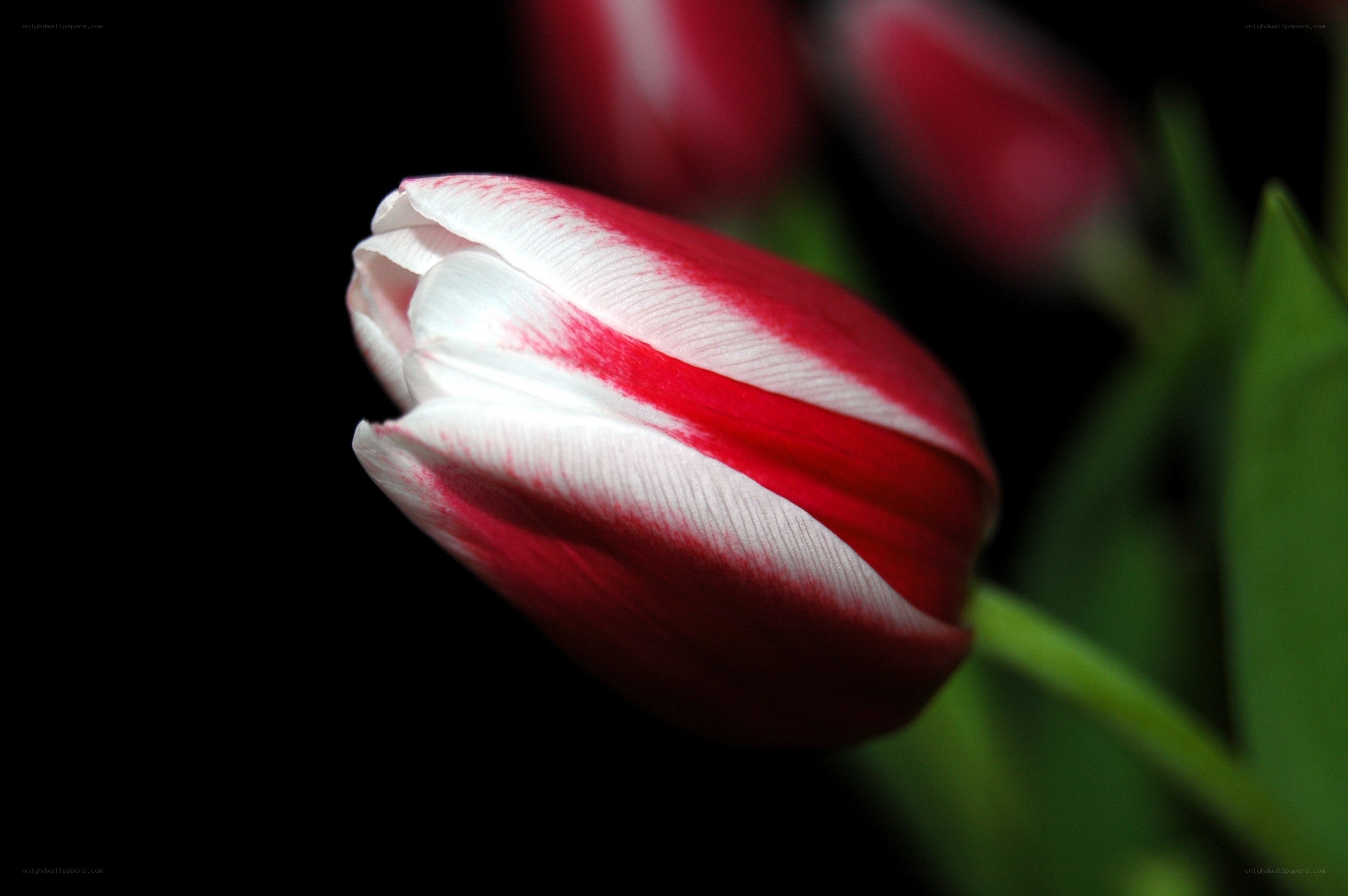 Red and white tulip bud