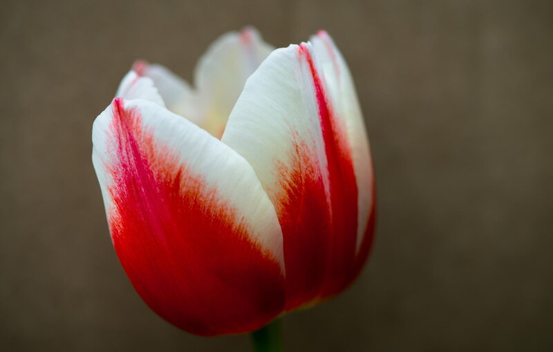 Red and White Tulip — Calm, Photograph, Flower, Petal