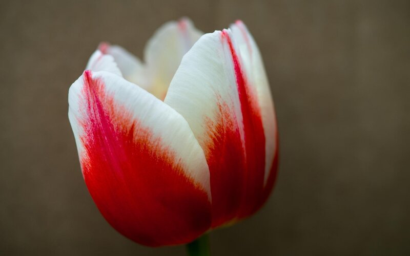 Red and White Tulip — Calm, Photograph, Flower, Stem