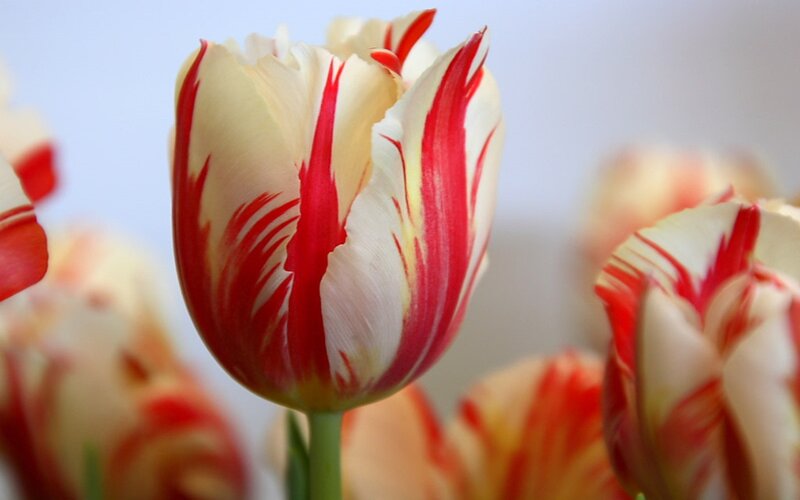 Red and White Tulip — Calm, Photograph, Flower