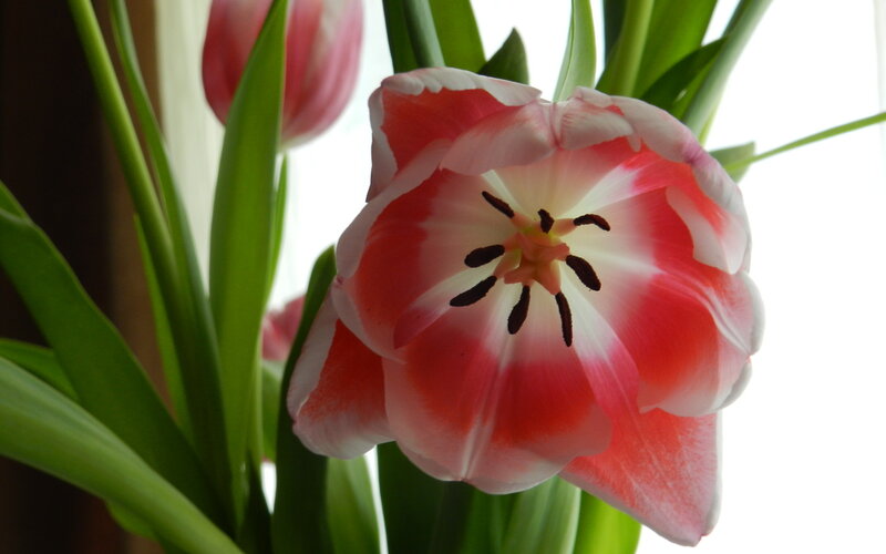Red and White Tulip — Calm, Photograph, Green Leaves