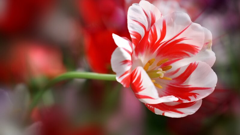 Red and White Tulip — Calm, Spring