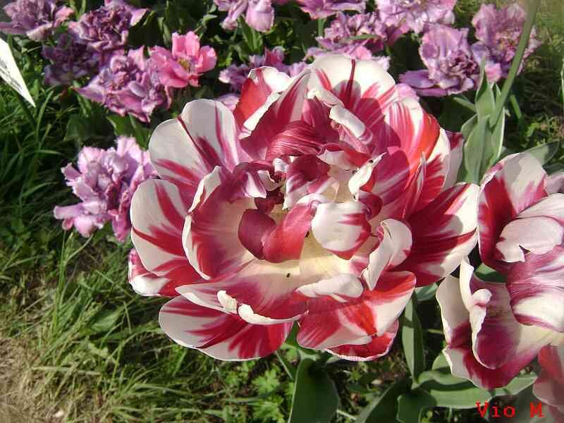 Red and White Tulip — Calm