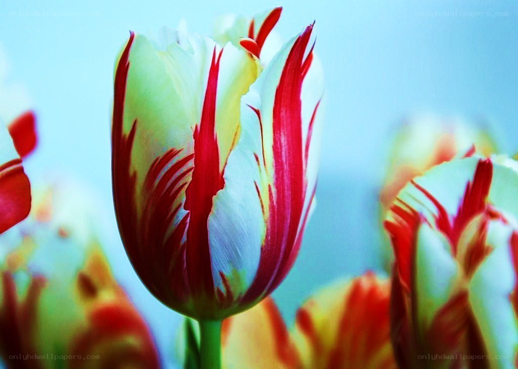 Red and white tulip close-up