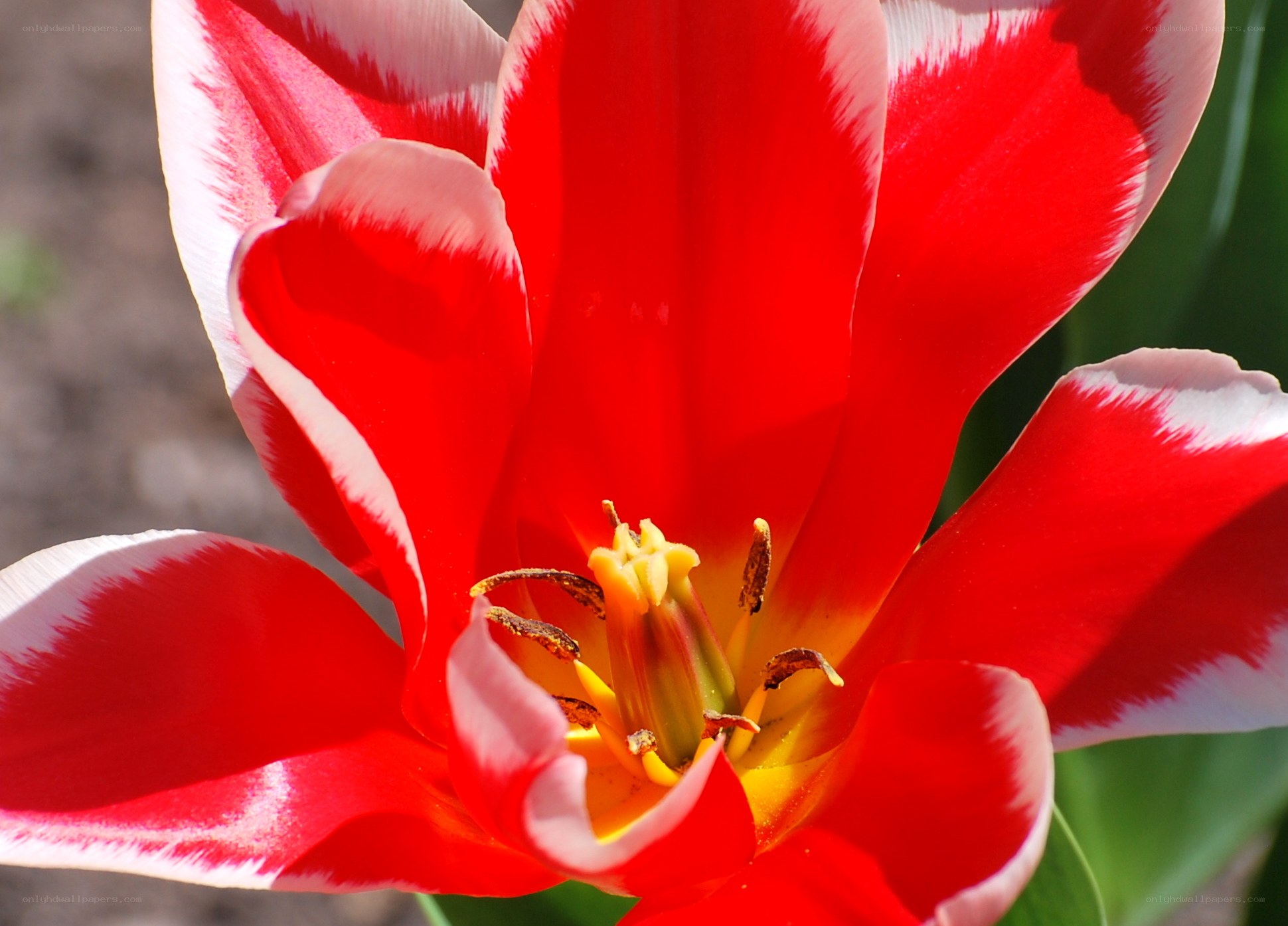 Red and white tulip close-up