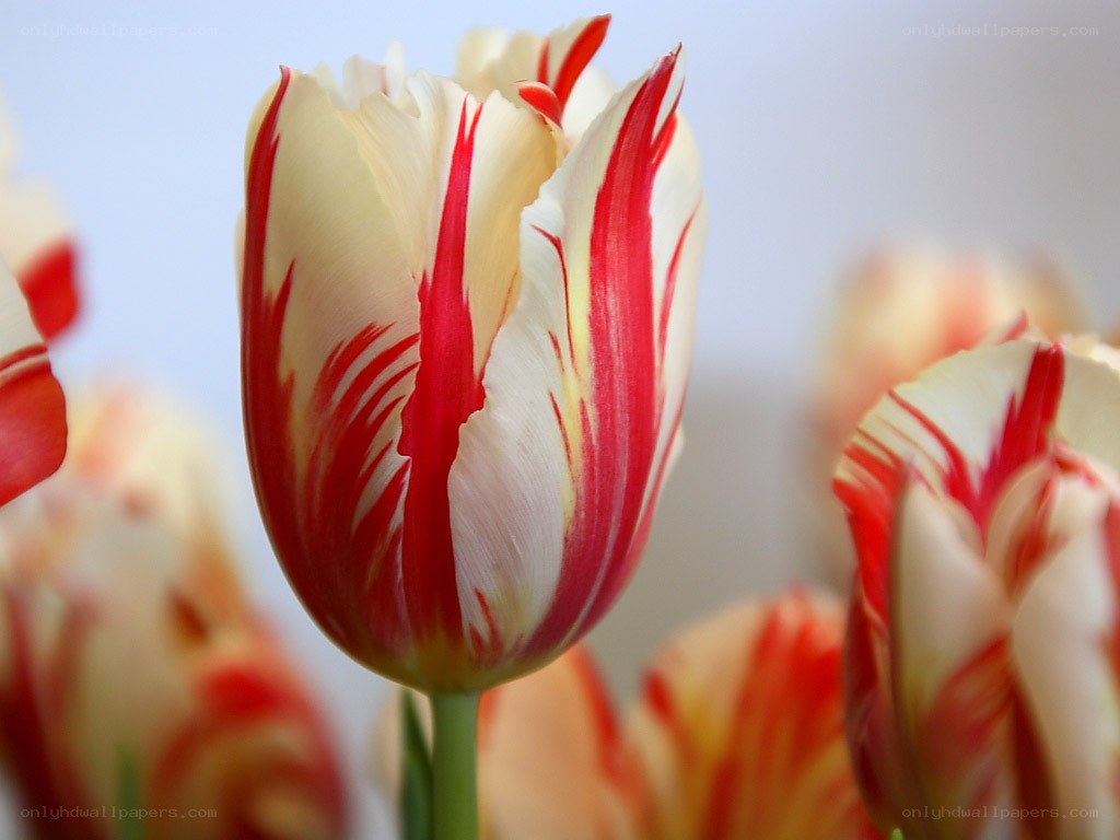 Red and white tulip close-up