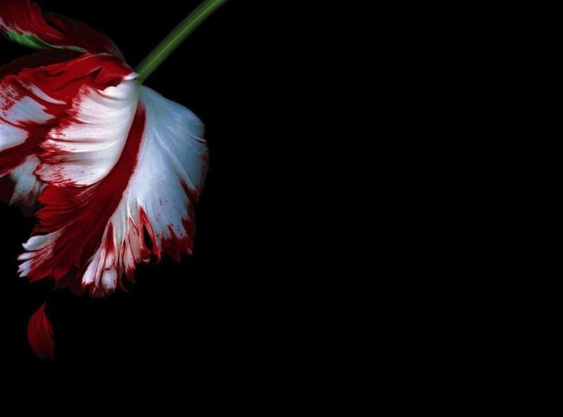 Red and White Tulip — Dramatic, Photograph, Flower