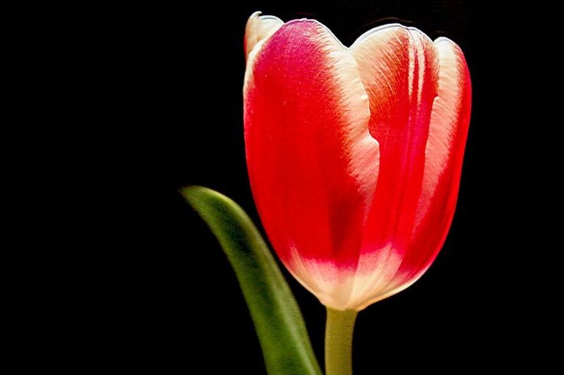Red and White Tulip — Dramatic, Photograph, Green Stem