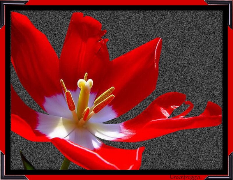 Red and White Tulip — Dramatic, Photograph, Petals