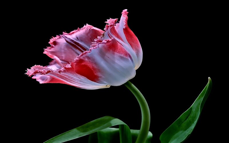 Red and White Tulip — Dramatic, Photograph, Stem, Leaf, Green