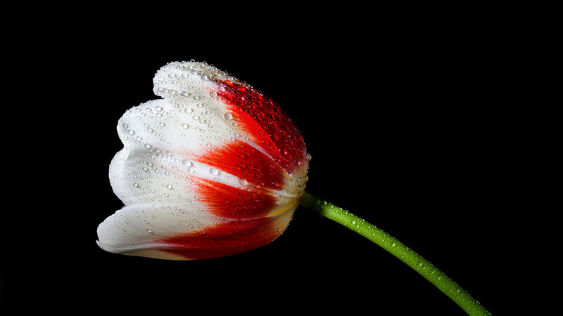 Red and White Tulip — Dramatic, Photograph, Stem