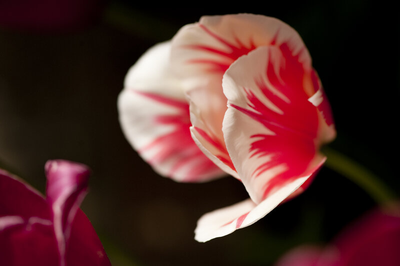 Red and White Tulip — Dramatic, Photograph