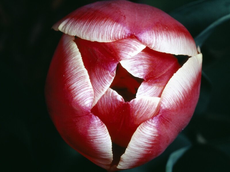 Red and White Tulip — Dramatic