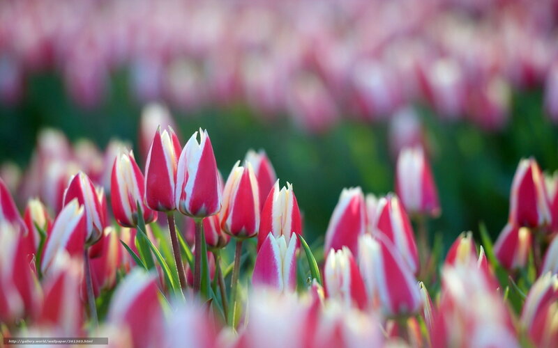 Red and white tulip field